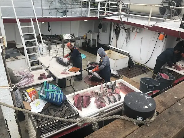 Fishermen on a boat cutting up large fresh fish for the market at the docks.