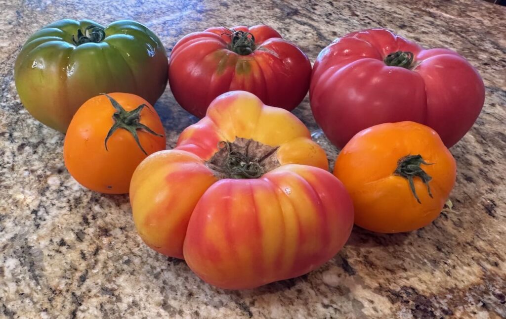 beautiful heirloom tomatoes waiting to be made into tomato pie...or heirloom tomato salad ! 