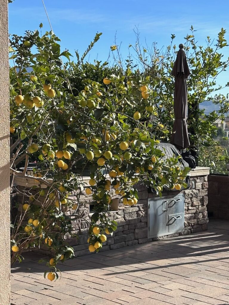 a very large lemon tree bursting with fruit in the back of our house